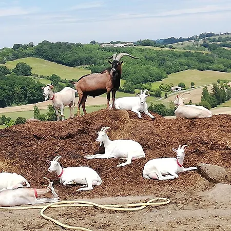 Charmante A La Ferme, A 15 Min De Appartamento Moissac